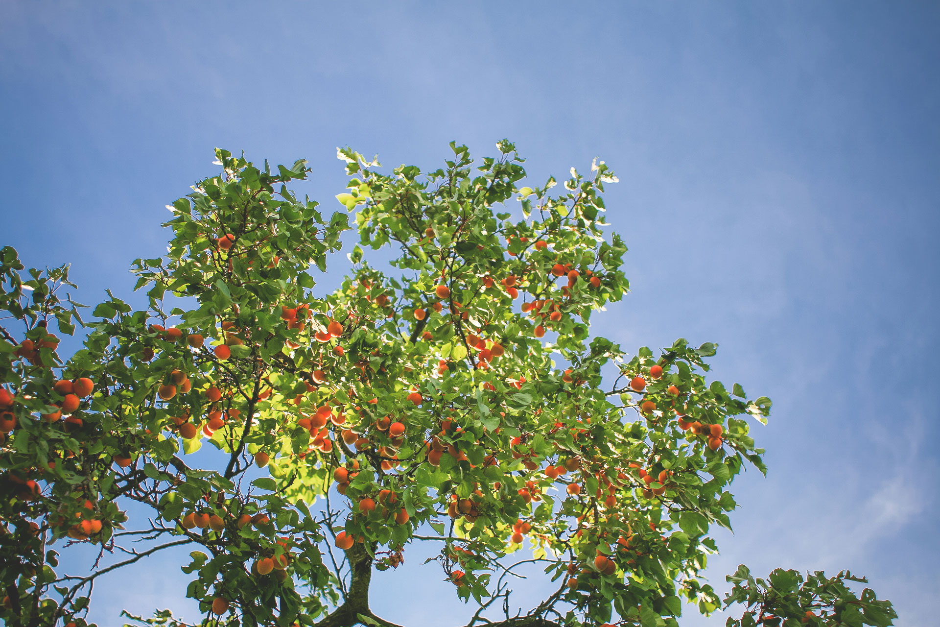 Абрикос дерево с плодами